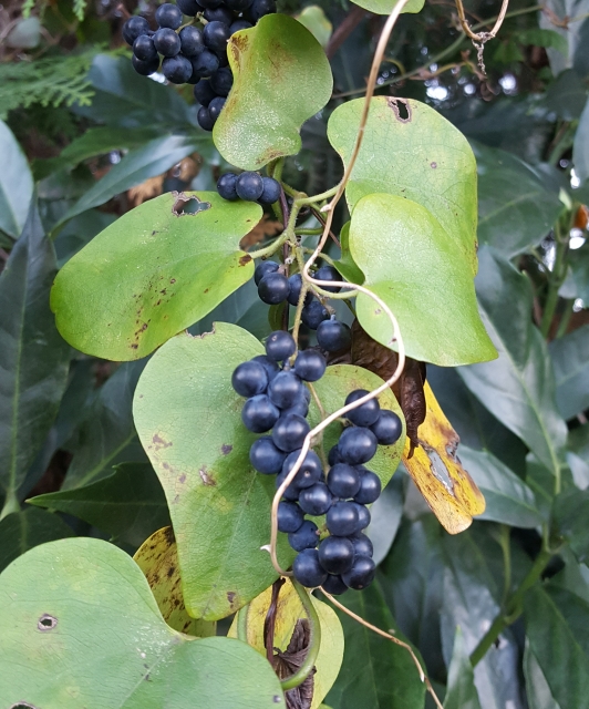 山ぶどうのポリフェノール