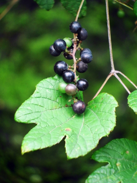 日本在来種　山ぶどう